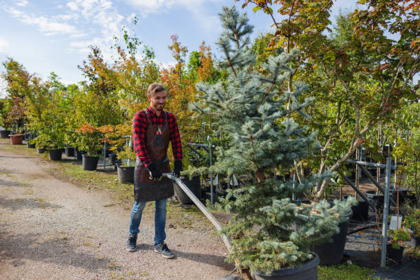 How Our Tree Care Process Works  in Cloverdale, CA